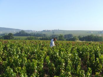 Membre de l'Association Moulin-à-Vent Grand Cru, Présentation des vignerons de Jazz in Moulin-à-Vent