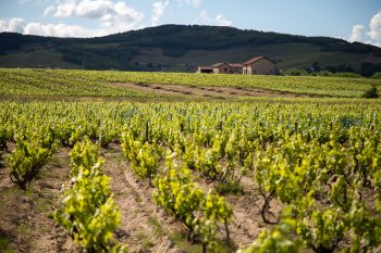 Membre de l'Association Moulin-à-Vent Grand Cru, Présentation des vignerons de Jazz in Moulin-à-Vent